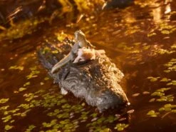 Hasbro G.I. Joe Classified Series Croc Master & Fiona Action Figure 17 Hasbro G.I. Joe Classified Series Croc Master & Fiona Action Figure -Bandai Zone 5010993937790g